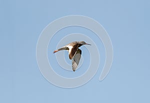 Common Redshank Flying