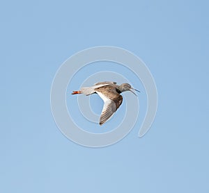 Common Redshank Flying