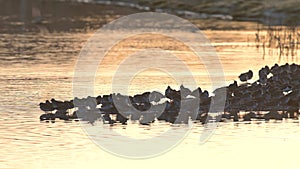 Common Redshank and Northern Lapwings in environment in Marshland at sunrise