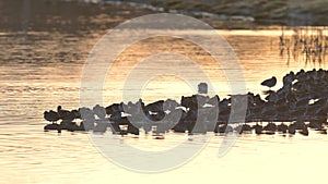 Common Redshank and Northern Lapwings in environment in Marshland at sunrise