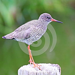 a common redshank on a pole pose