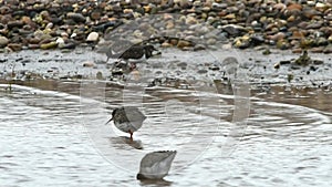 Common Redshank, Redshank, Tringa tetanus