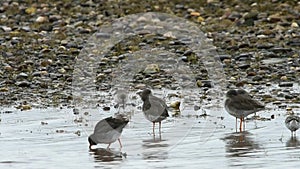 Common Redshank, Redshank, Tringa tetanus