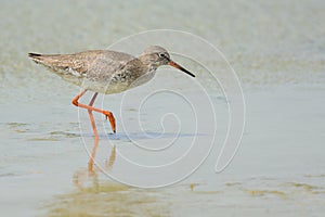 Common redshank in shallow water