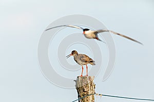 Common redshank sits on pillar and a common tern fly by photo