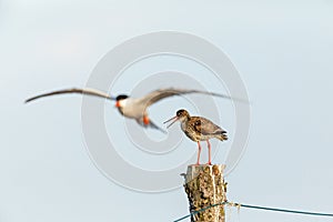 Common redshank sits on pillar and a common tern fly by photo