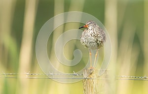 Common redshank standing on a fence post in wetlands