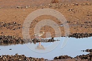 Common Redshank on Titchwell beach