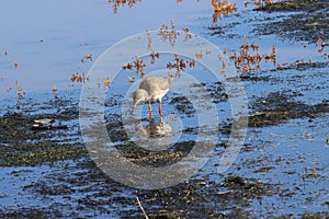 Common Redshank on Titchwell beach