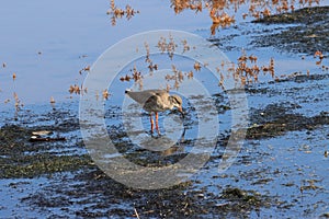 Common Redshank on Titchwell beach