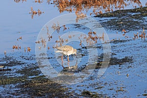 Common Redshank on Titchwell beach