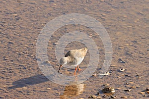 Common Redshank on Titchwell beach