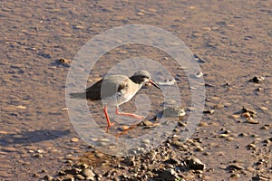 Common Redshank on Titchwell beach