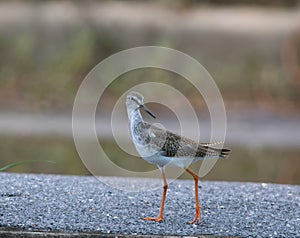 Common redshank (tringa tatonus)