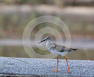 Common redshank (tringa tatonus)