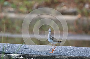 Common redshank (tringa tatonus)