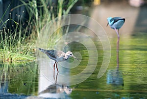 Common redshank (tringa tatonus)