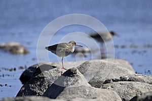 Common redshank, tringa totanus