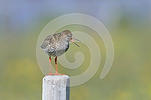 Common redshank, tringa totanus