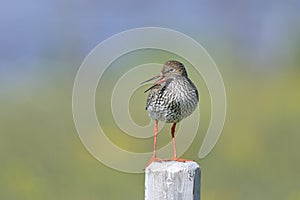 Common redshank, tringa totanus