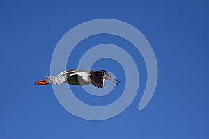 Common Redshank - Tringa totanus