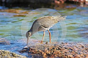 Common redshank (Tringa totanus)