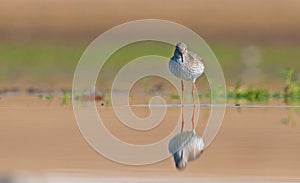 Common Redshank (Tringa totanus)