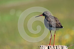 Common Redshank, Tringa totanus at Bislicher Insel, Xanten