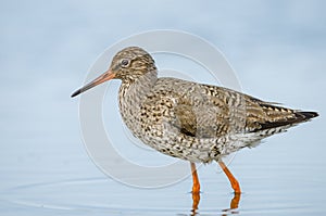 Common redshank (Tringa totanus) close up