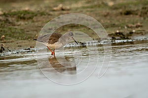Common redshank or Tringa totanus close up shot with reflection in water at wetland of keoladeo ghana national park or bharatpur