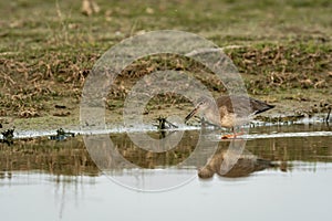 Common redshank or Tringa totanus close up shot with reflection in water at wetland of keoladeo ghana national park or bharatpur