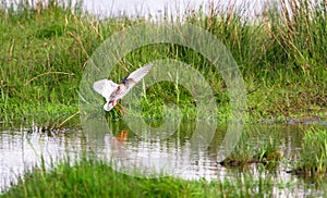 Common redshank Tringa totanus landing