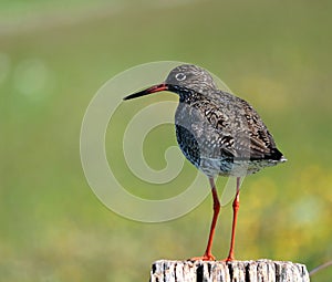 Common Redshank, Tringa totanus at Bislicher Insel, Xanten photo