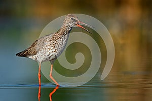 Common Redshank Tringa totanus standinf in a shallow water and calling