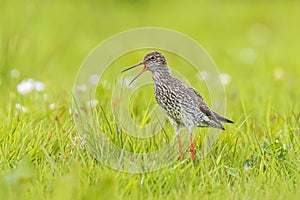 Common redshank tringa totanus on a vibrant meadow