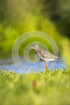 common redshank tringa totanus wader bird in farmland