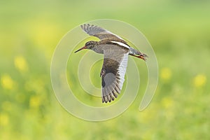 Common redshank tringa totanus wader bird in flight