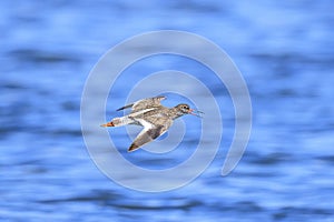 common redshank tringa totanus wader bird in flight