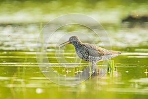 Common redshank tringa totanus wading bird