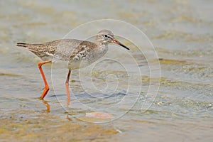 Common redshank walking on the beach