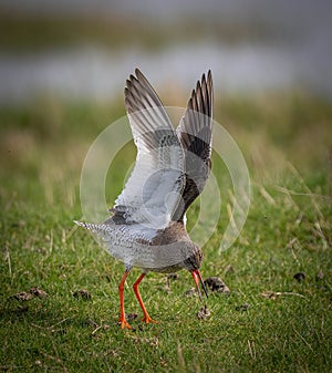 Common Redshank with Wings Up in breeding Plumage