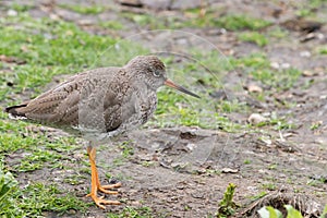 Common Redshanks (Tringa totanus)