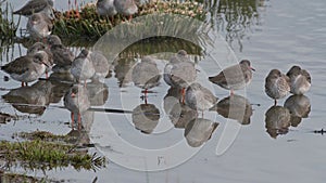 Common Redshanks, Tringa totanus in environment in Marshland