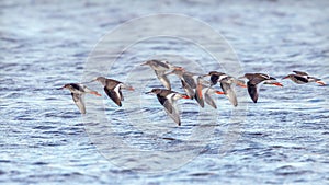 Common Redshanks - Tringa totanus in flight over water.