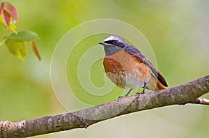 Common redstart