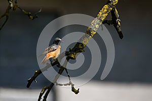 Common redstart bird on branch of tree