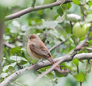 Common Redstart bird perching at apple tree