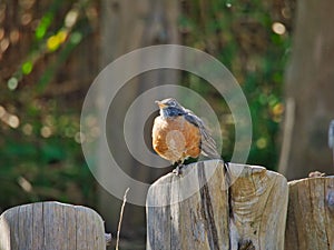 Common redstart bird on a wooden post in Omaha's Henry Doorly Zoo and Aquarium in Omaha Nebraska