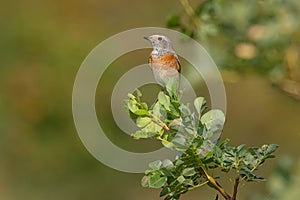 Common Redstart - Common Redstart