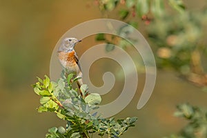 Common Redstart - Common Redstart